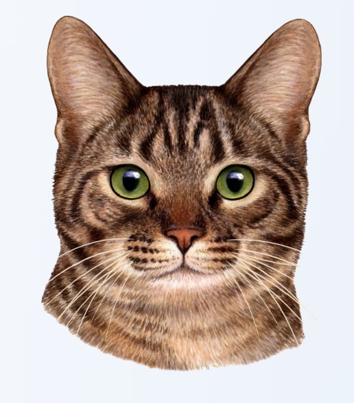 Orange and White Cat Sticker