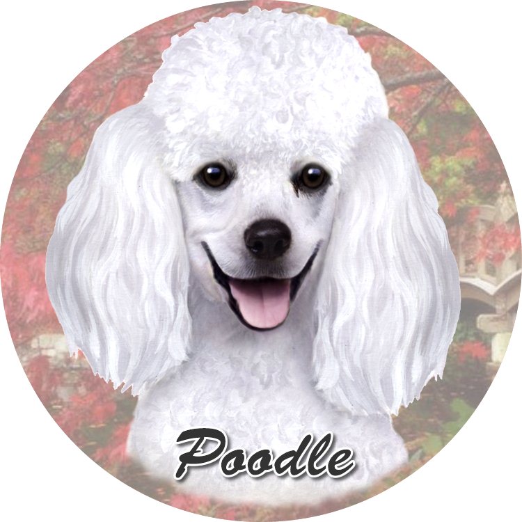 Poodle, White coasters car (Face)