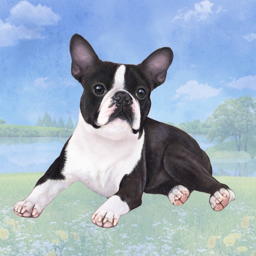 [770-76] Boston Terrier  Tote, foldable