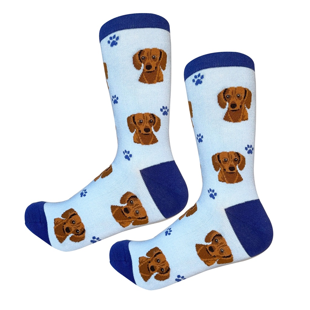 Dachshund, red Sock Daddy