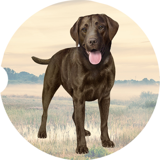 Lab Chocolate Standing coasters car