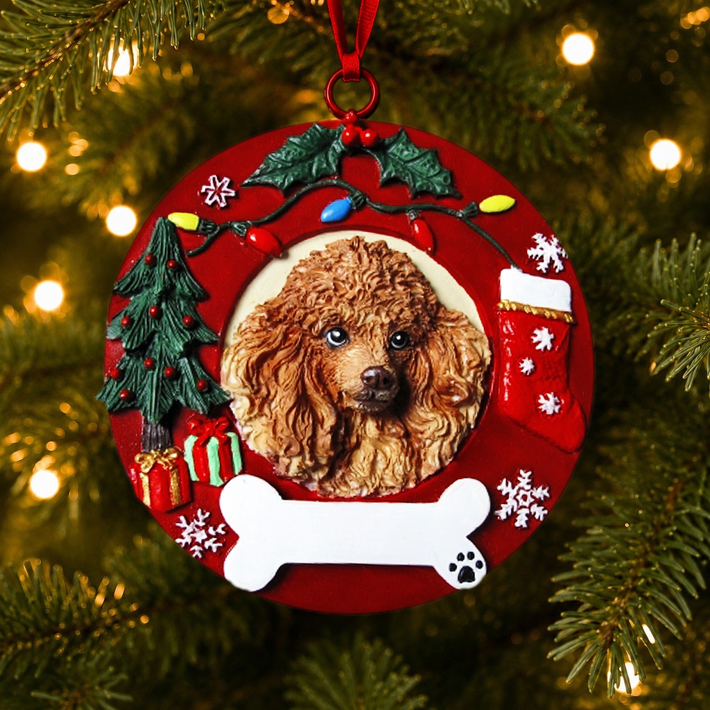 Poodle, apricot