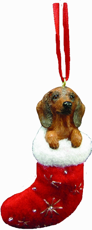 Dachshund, red