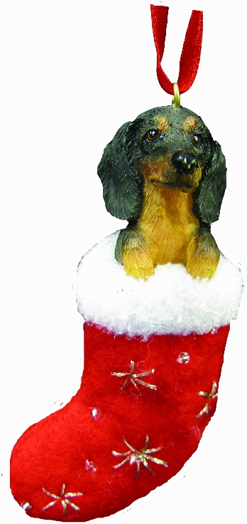 Dachshund, black