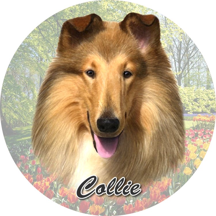 Collie Car Coaster