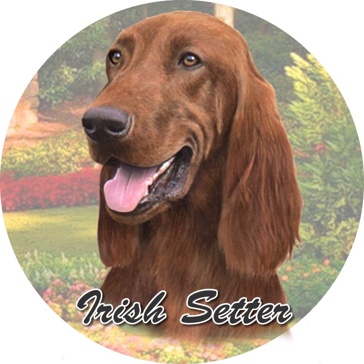 Irish Setter Car Coaster