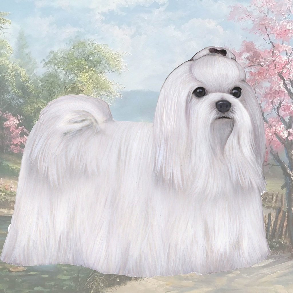 Maltese Coaster, square