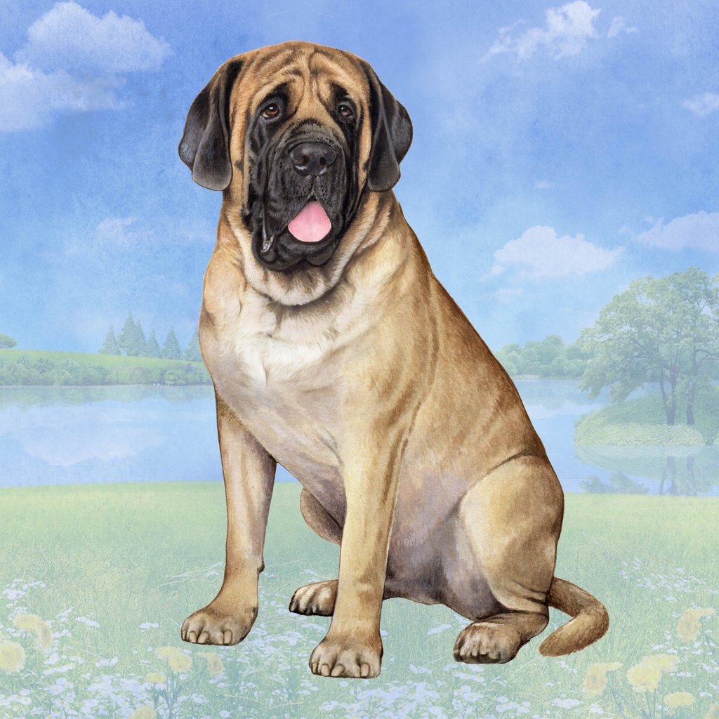 English Mastiff Coaster, square