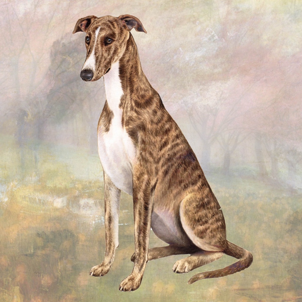 Greyhound Coaster, square