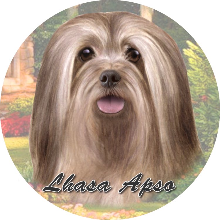 Lhasa Apso, Car Coaster