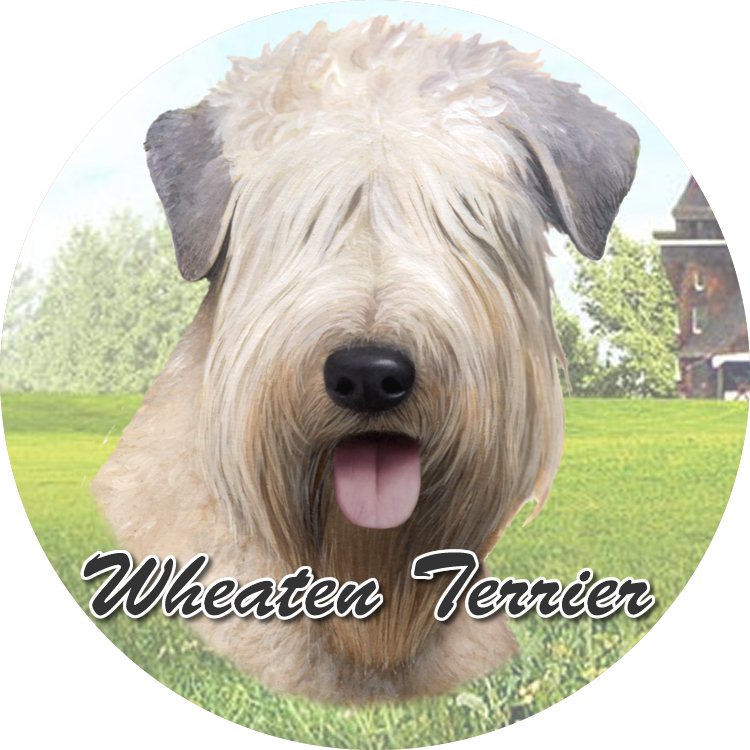 Soft Coated Wheaten Terrier Car Coaster