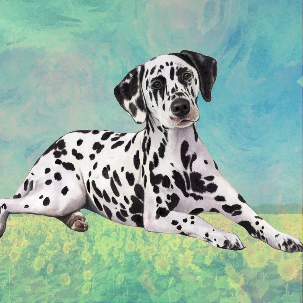 Dalmatian Coaster, square