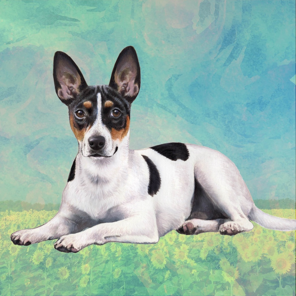 Rat Terrier Coaster, square