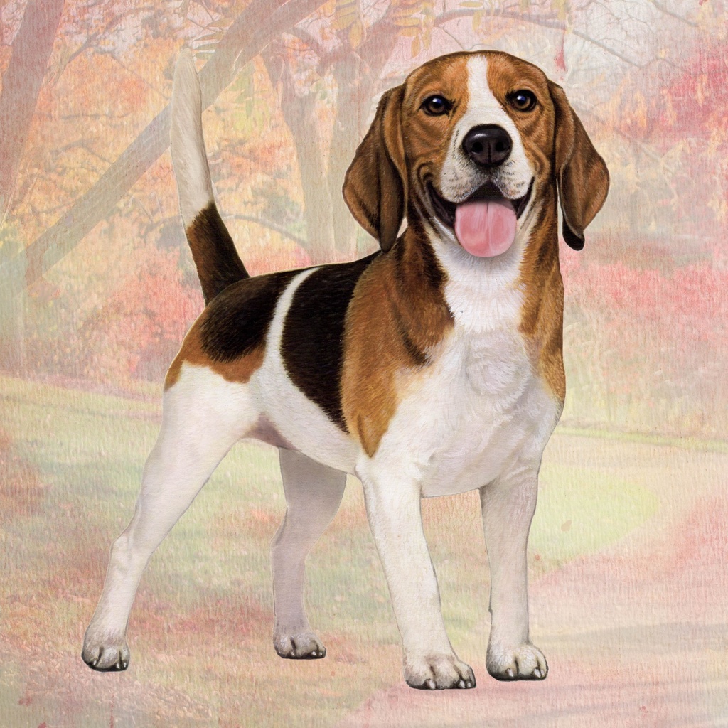 Beagle Coaster, square
