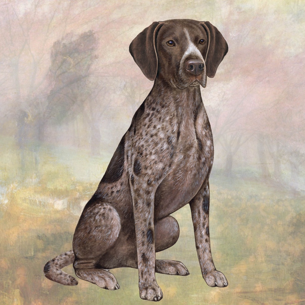 German Shorthaired Pointer Coaster, square