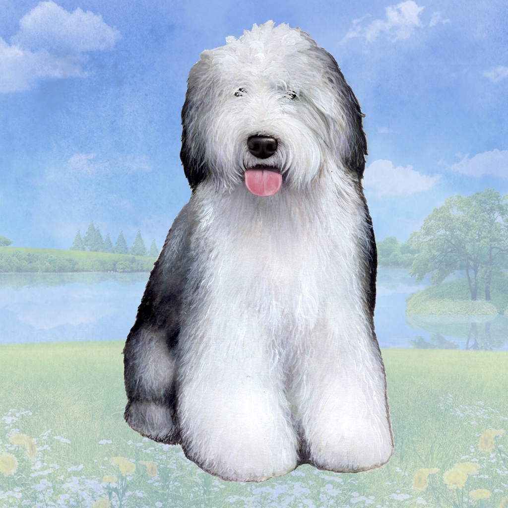 Old English Sheepdog Coaster, square