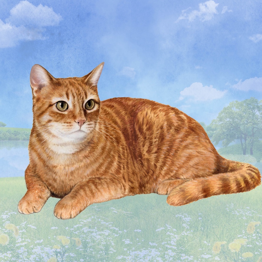 Orange Tabby Coaster, square