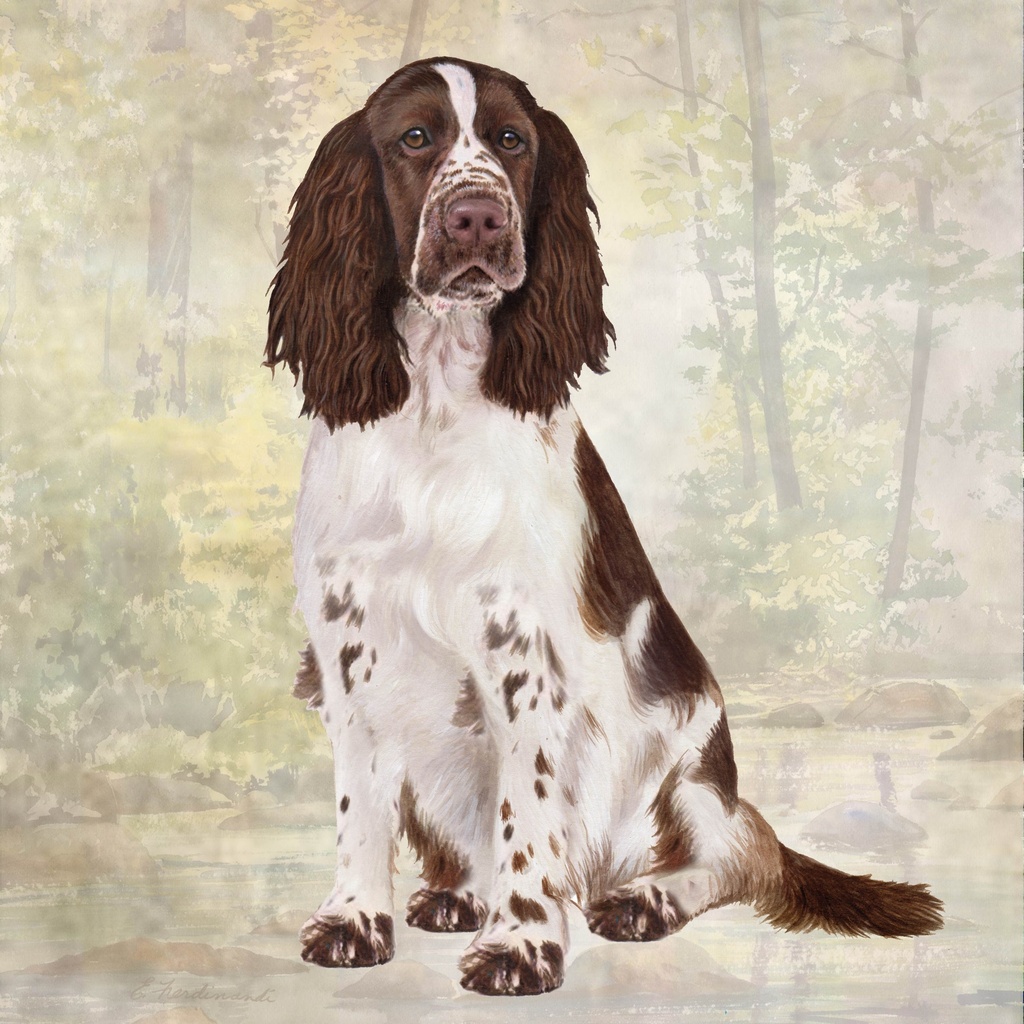 Springer Spaniel Coaster, square