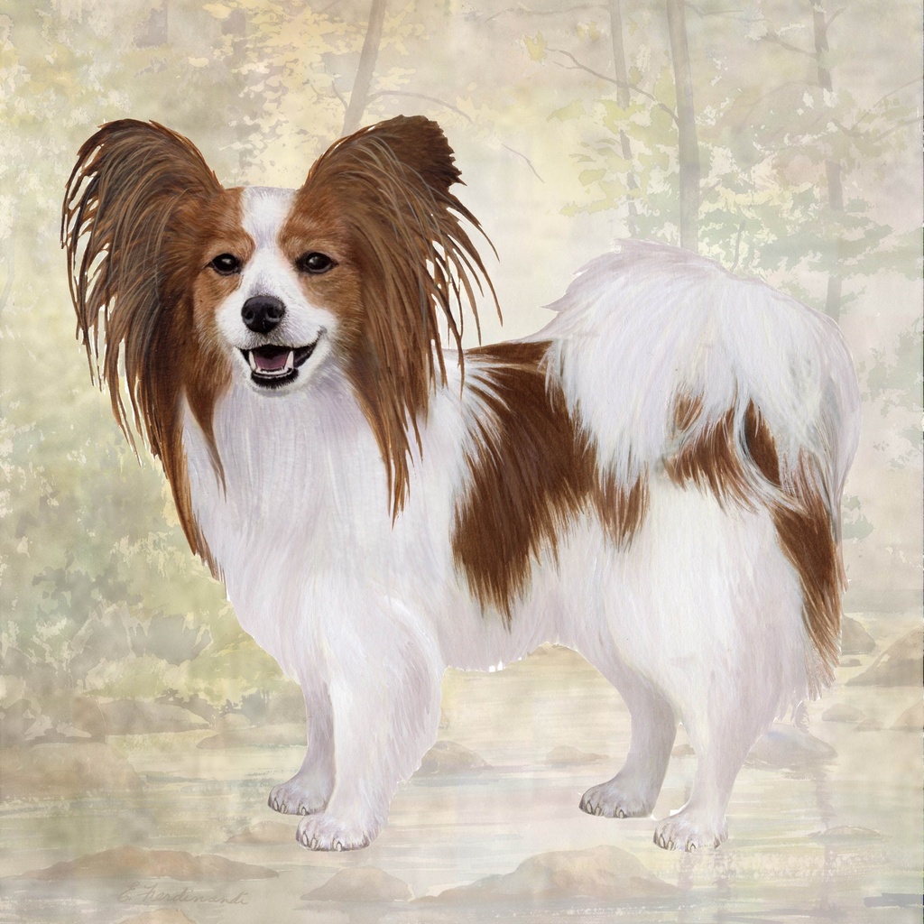 Papillon  Coaster, square