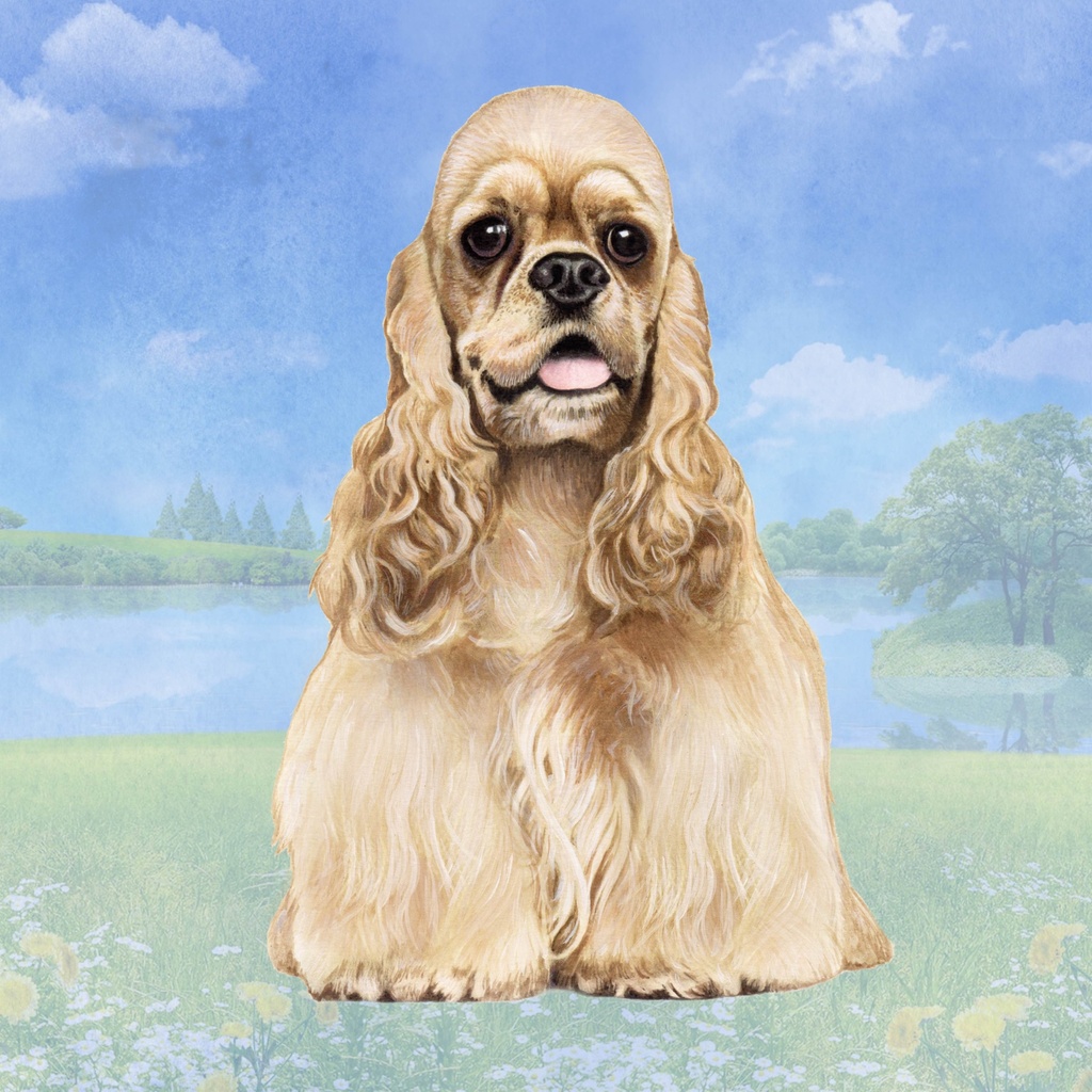 Cocker Spaniel Coaster, square