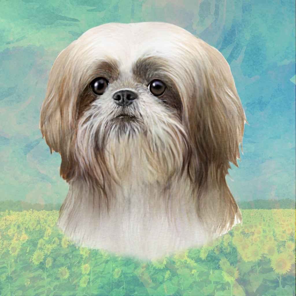 Shih Tzu, Tan & White Coaster, square