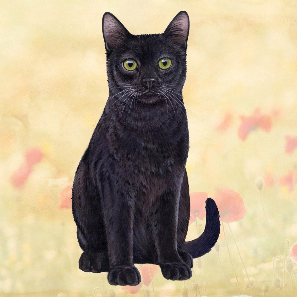 Black Cat Coaster, square