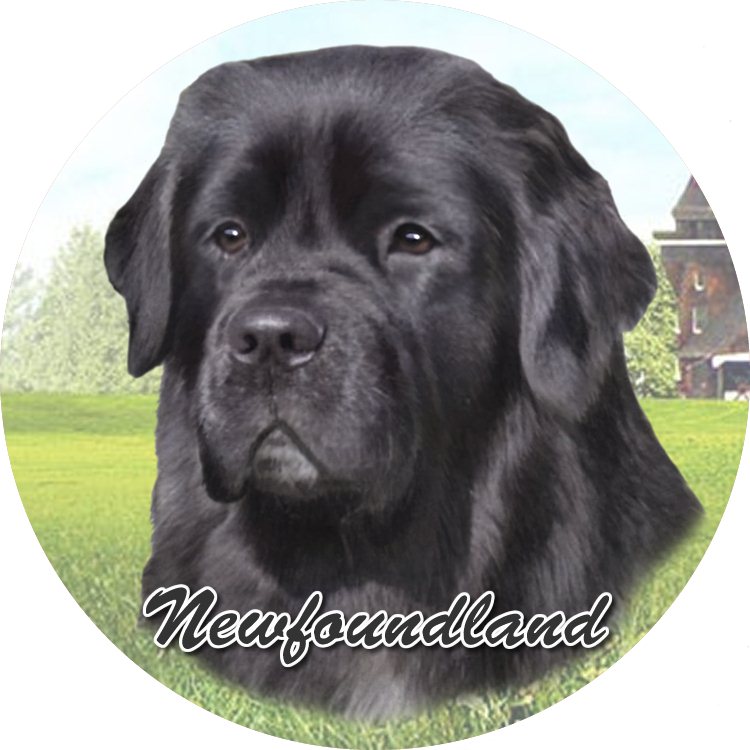 Newfoundland Car Coaster