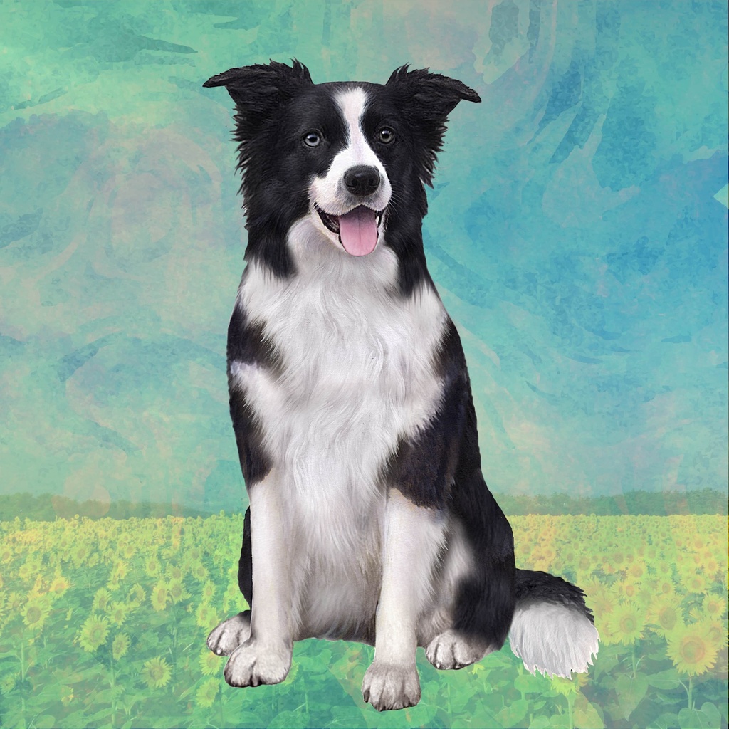 Border Collie  Tote, foldable