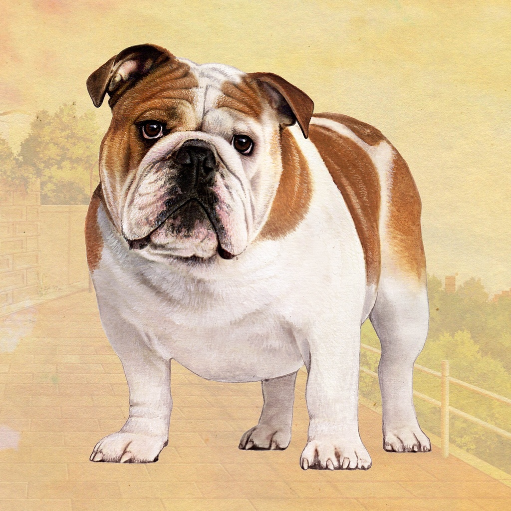 Bulldog  Tote, foldable