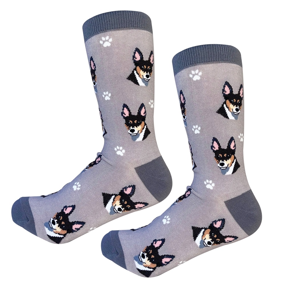 Rat Terrier  Socks