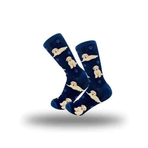 Goldendoodle, blue Socks, Full Body Dog