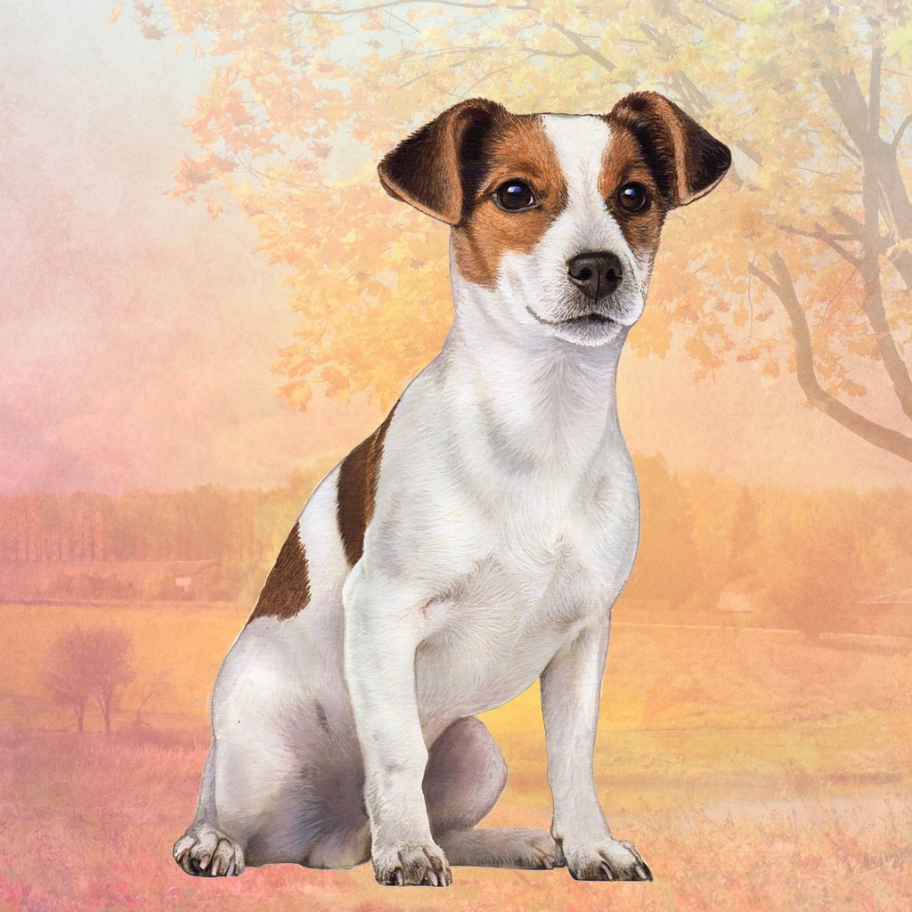 Jack Russell Terrier Tote, foldable