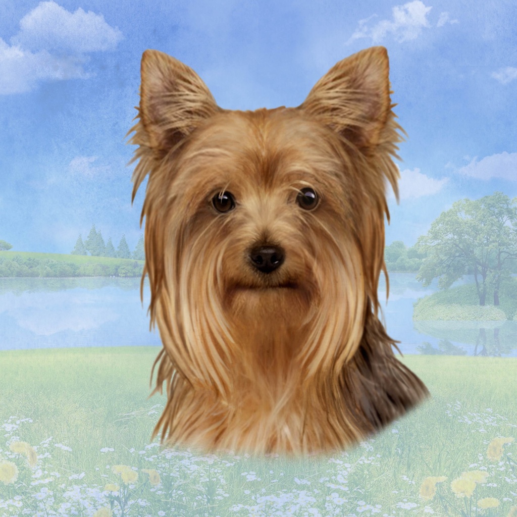 Yorkie Tote, foldable