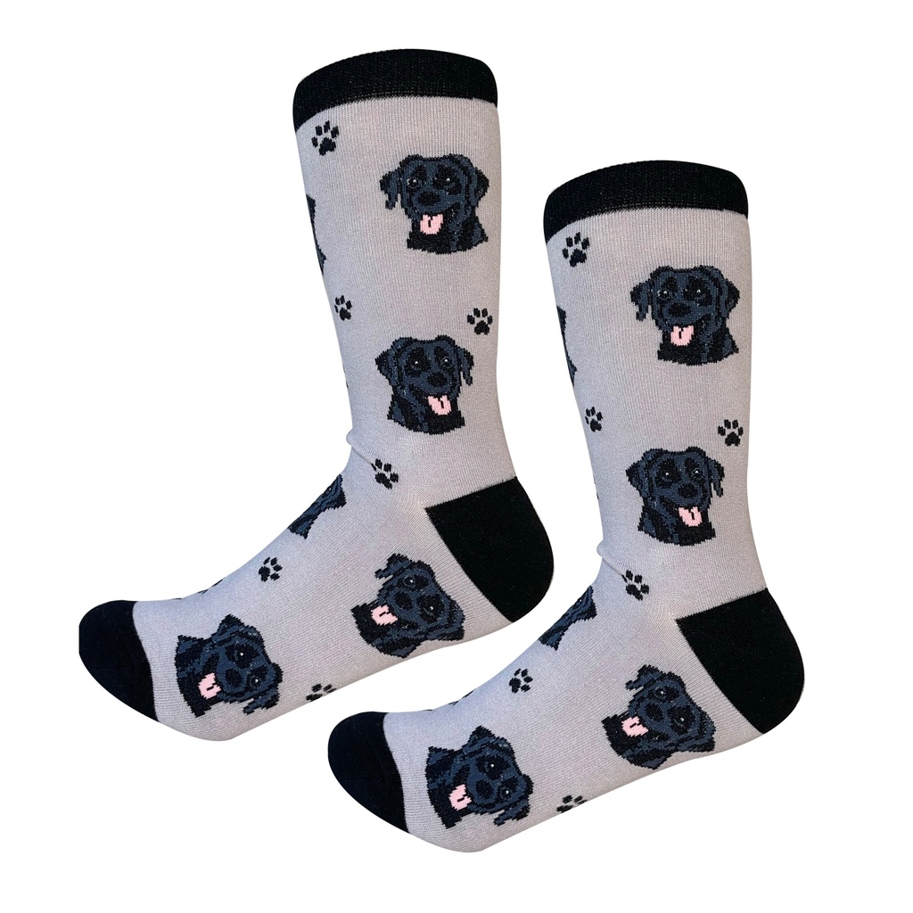 Labrador, black Sock Daddy