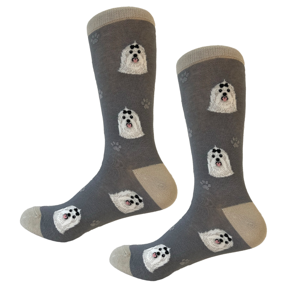 Maltese  Sock Daddy