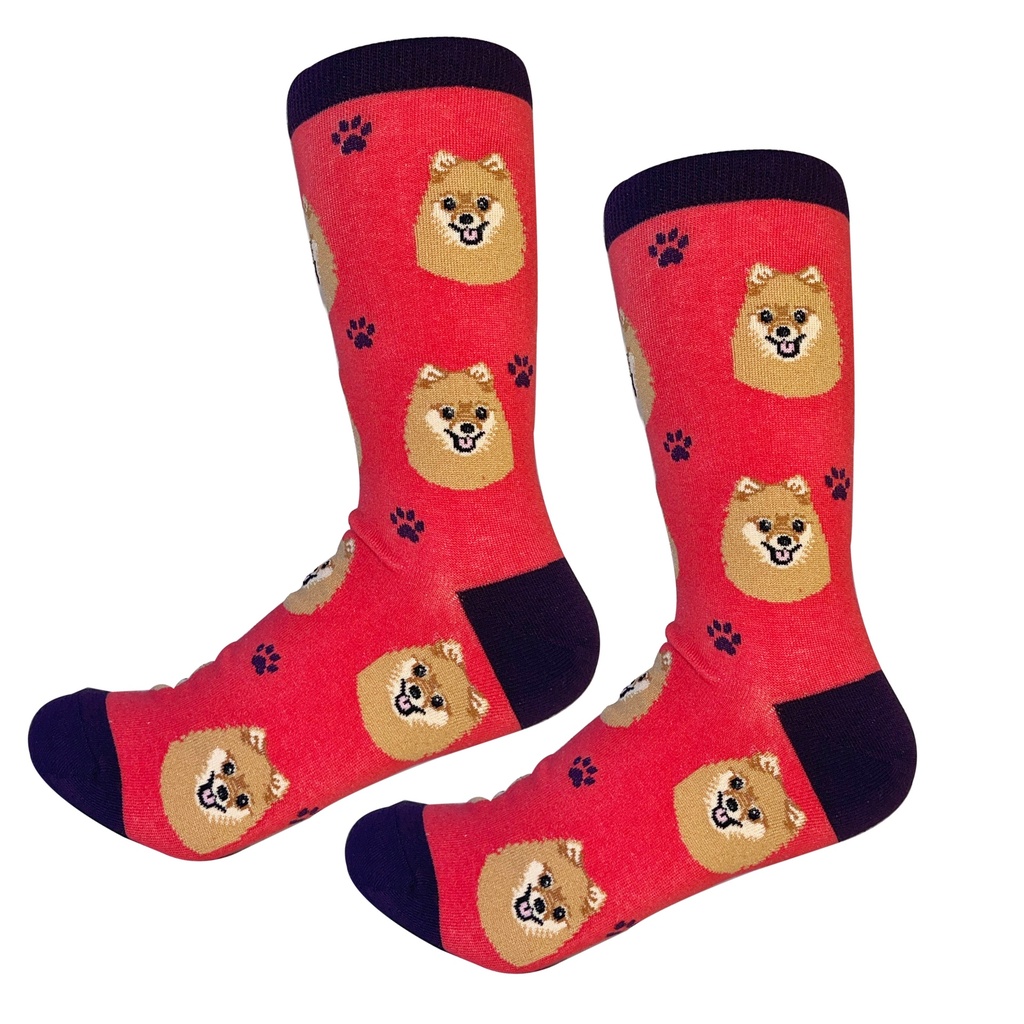 Pomeranian  Sock Daddy