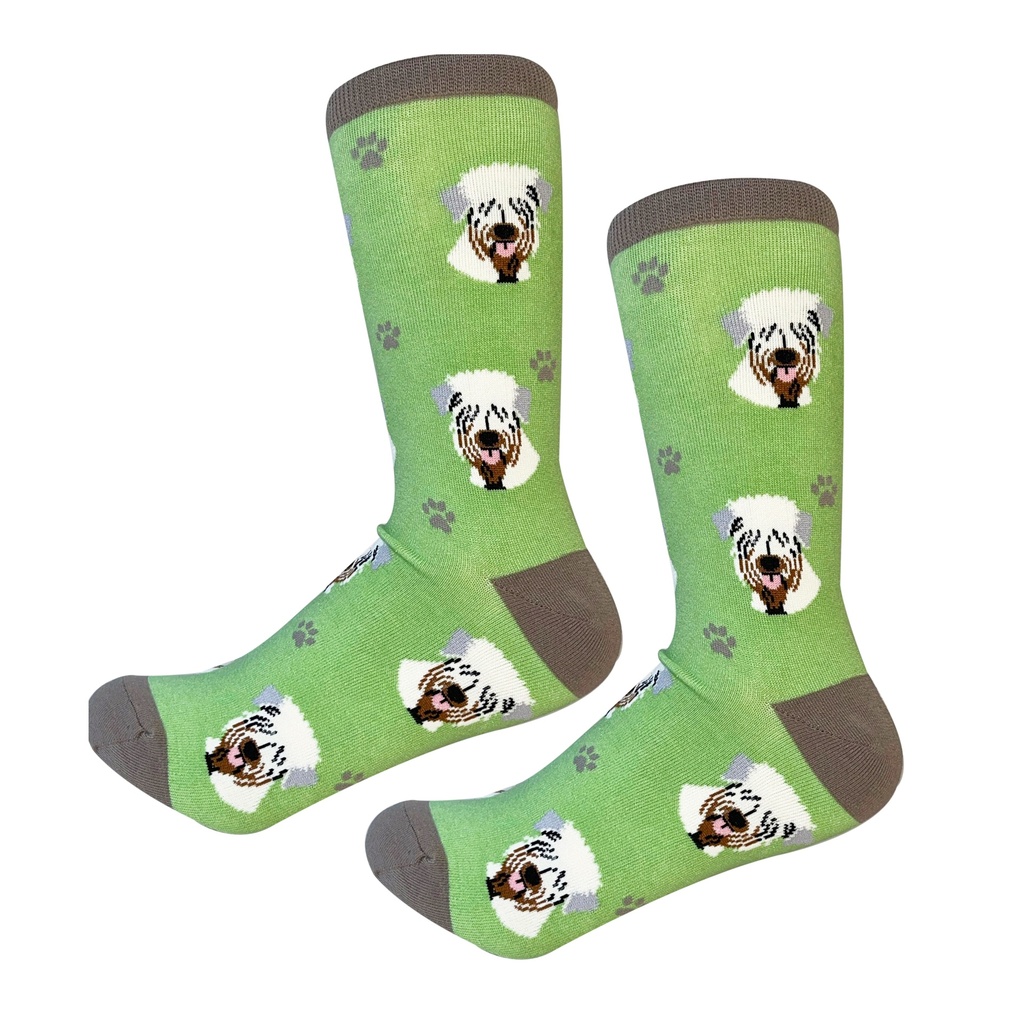 Soft Coated Wheaten Terrier  Sock Daddy