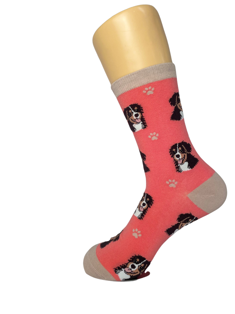 Bernese Mt. Dog  Sock Daddy