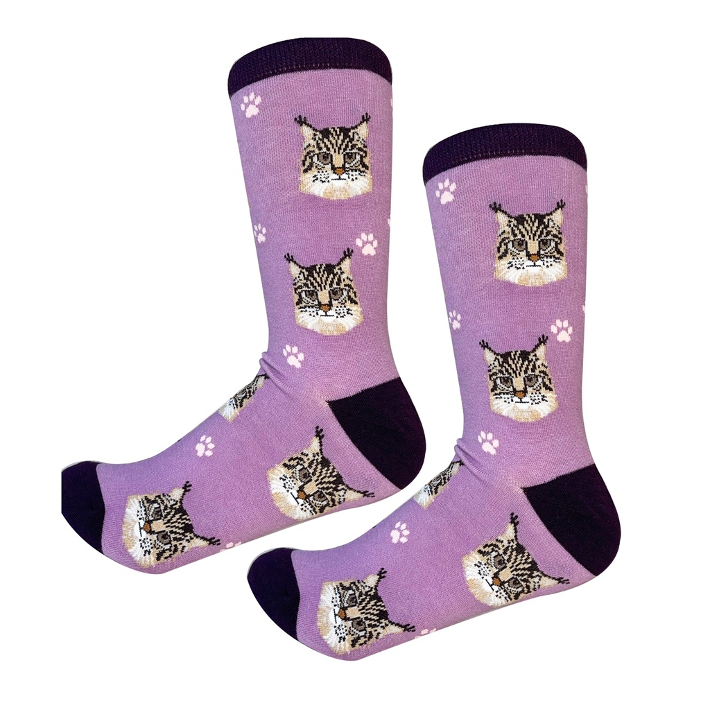 Maine Coon Sock Daddy
