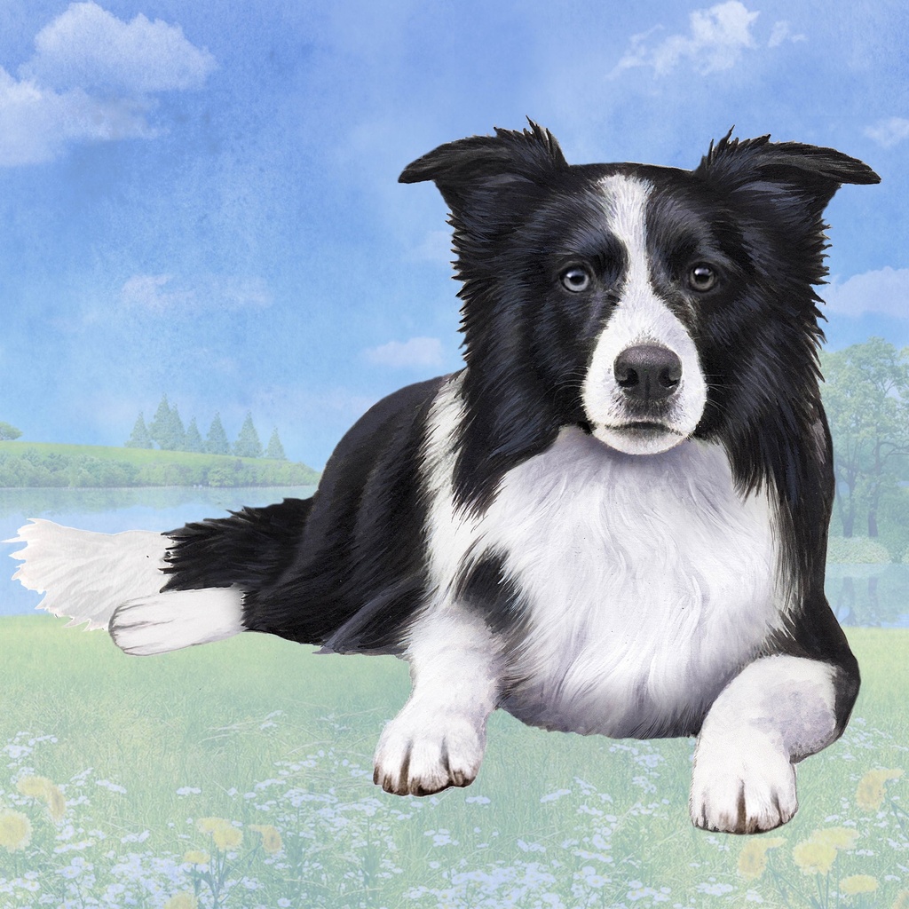 Border Collie Coaster, square