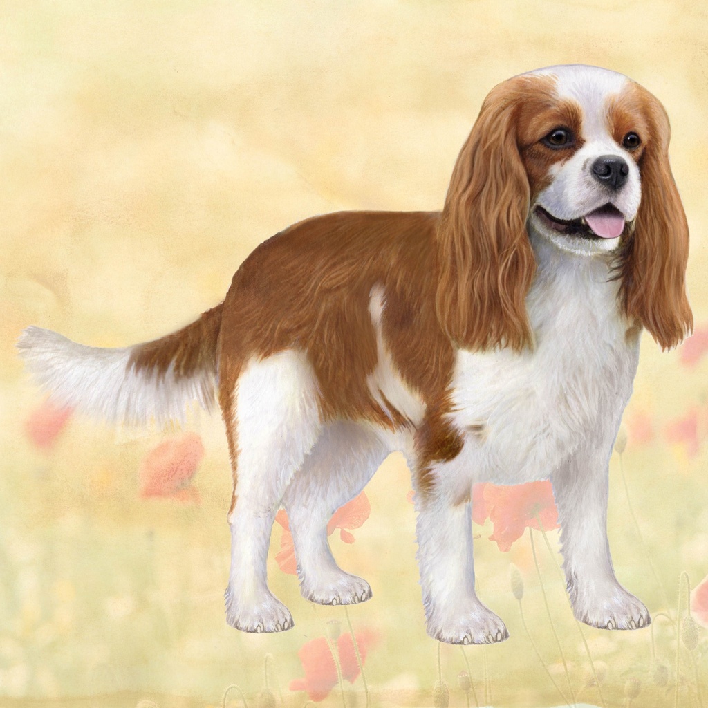 Cavalier Coaster standing, square
