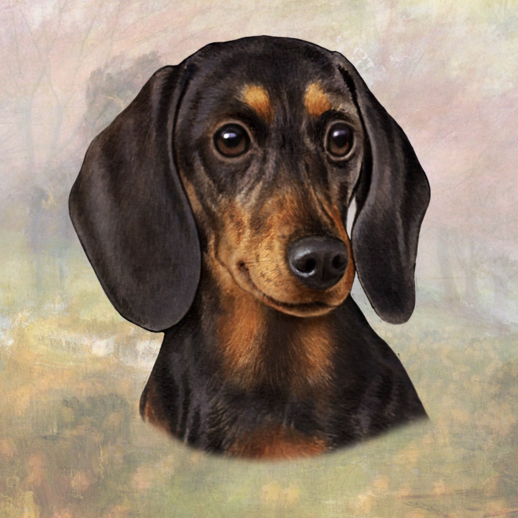 Dachshund, Black Coaster, square