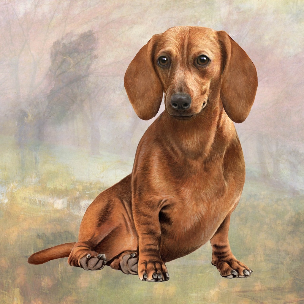 Dachshund, Red Coaster, square