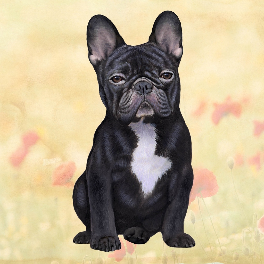 French Bulldog Coaster, square