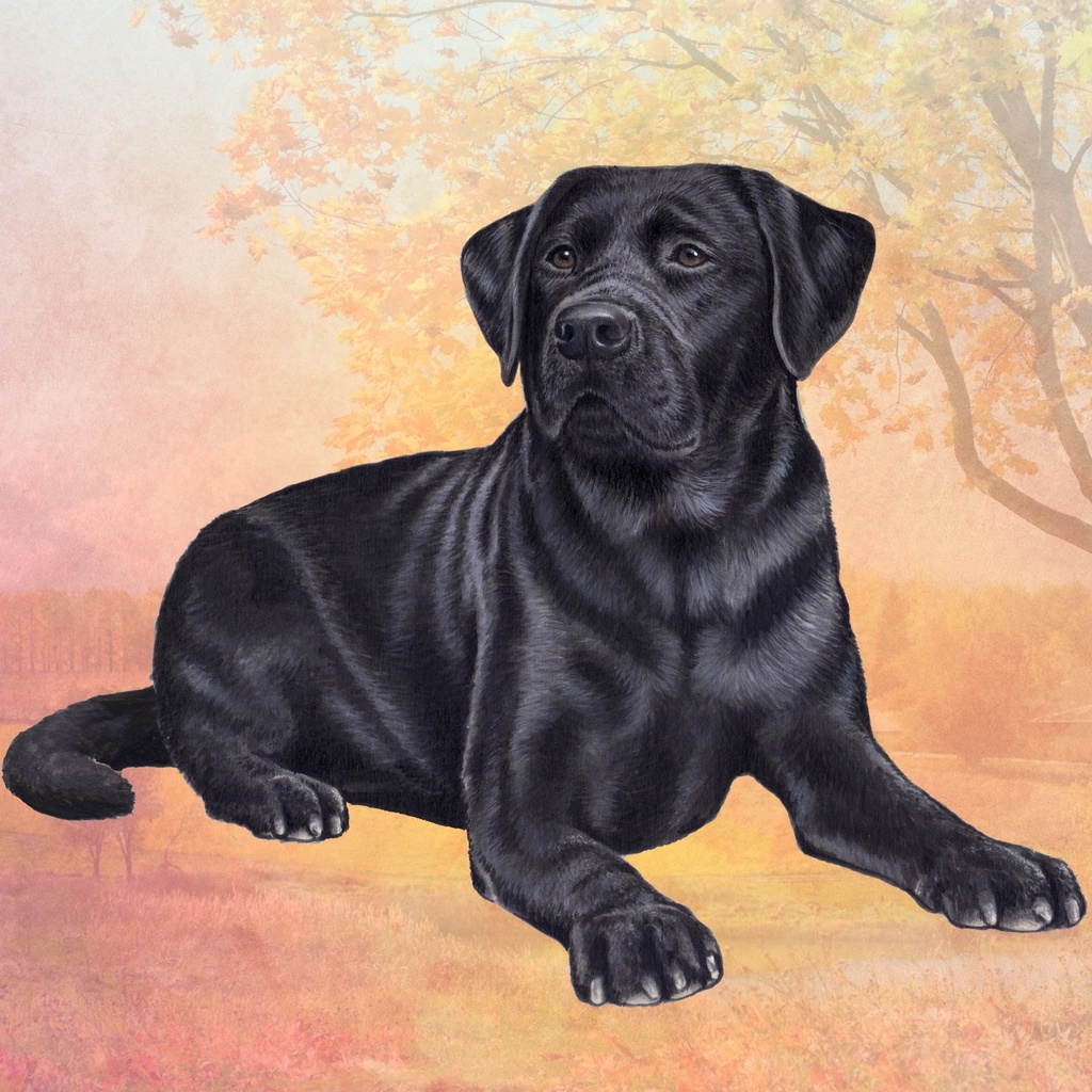 Labrador, Black Coaster, square