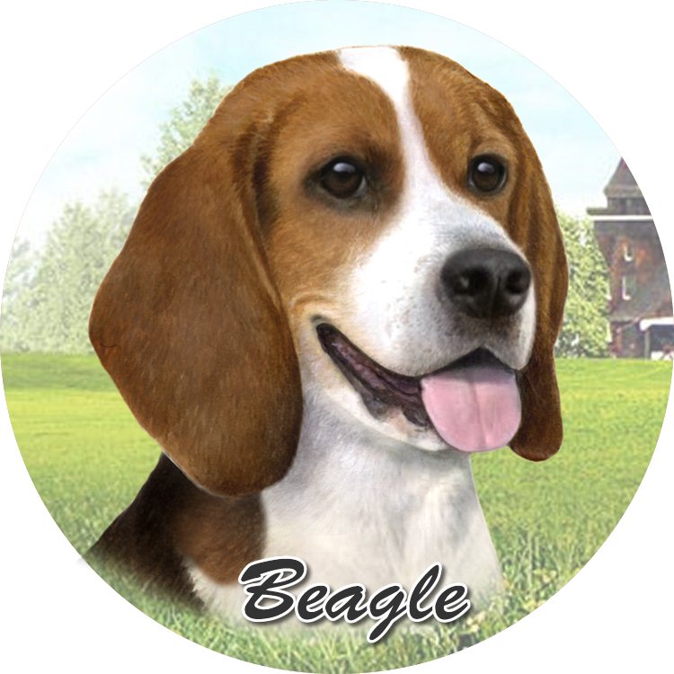 Beagle coasters car