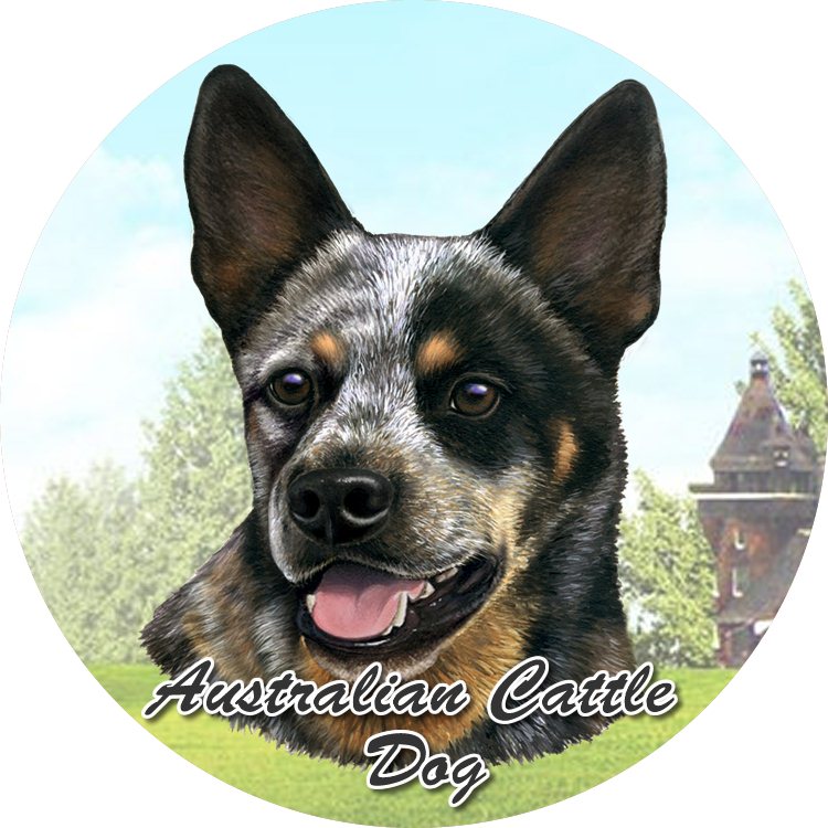 Australian Cattle Dog Sitting coasters car