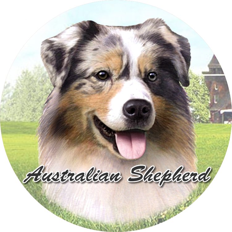 Australian Shepherd coasters car