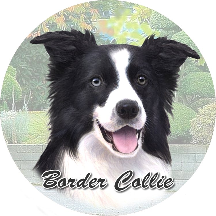 Border Collie coasters car