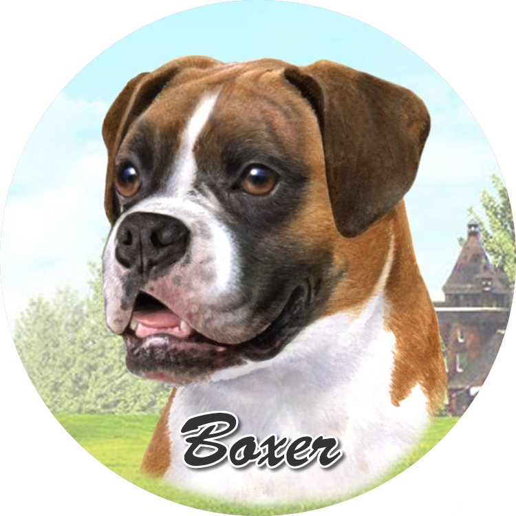 Boxer coasters car